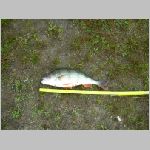 Tust  25.9.2008 11-13-24.JPG